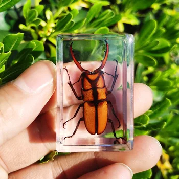 Novi pravi uzorak kukca transparentno tar pauk jesen buba škorpija osa