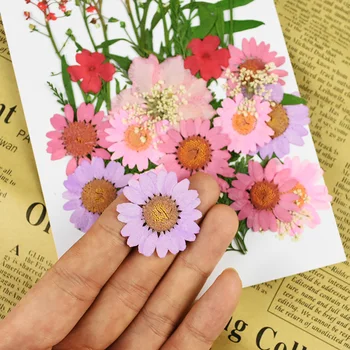 Prešani Cvijeće Mini suhog cvijeća DIY Scrapbooking Svijeće i Cvijeće za Dom Vjenčanje je Dan Rođenja Ukras Flores Секас