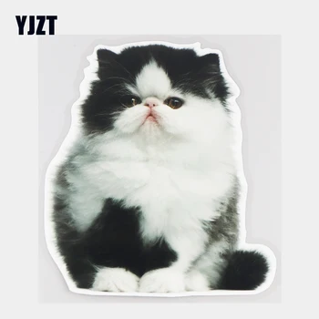 YJZT 15,5×17,3 CM Mala Perzijskog Mačka Prekrasan Ljubimac Naljepnica za auto Presvlaka za grebanje Pribor Nakit 21A-0576