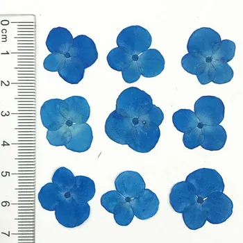 12 kom. u pakiranju od 1,5-2 cm Uzorci sušeni cvijet Hortenzije Za diy Ručni rad 1 lot/120 kom.